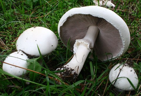 Agaric des jachères (Agaricus arvensis)