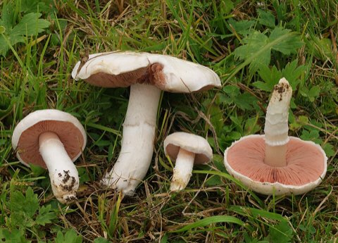 Rosé des prés (Agaricus campestris)