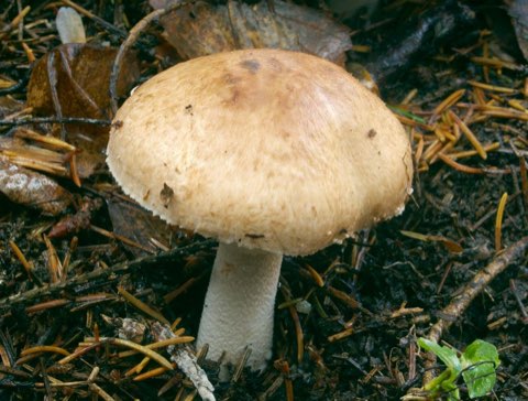 Agaric des forêts (Agaricus sylvaticus)