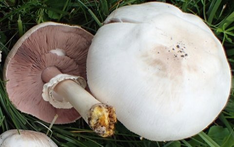 Agaric jaunissant (Agaricus xanthodermus)