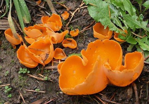 Pézize orangée (Aleuria aurantia)