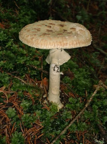 Amanite citrine (Amanita citrina)