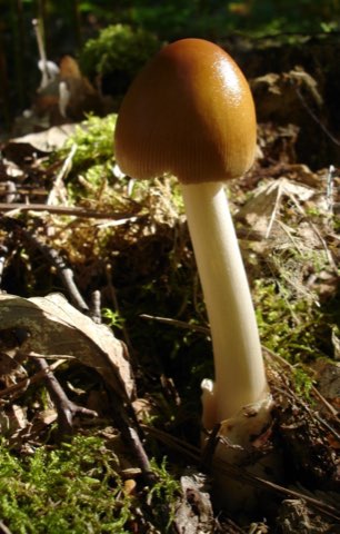 Amanite fauve (Amanita fulva)