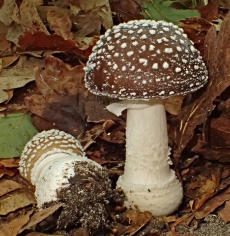 Amanite panthère (Amanita pantherina)