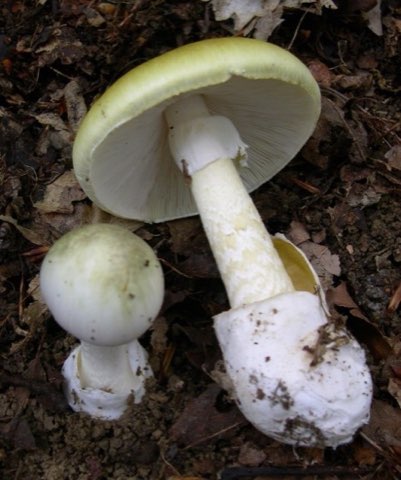 Amanite phalloïde (Amanita phalloides)