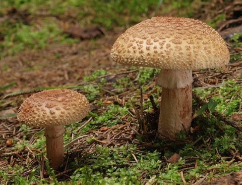 Amanite rougissante (Amanita rubescens)