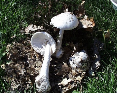 Amanite vireuse (Amanita virosa)