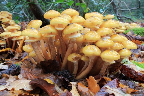 Armillaire couleur de miel (Armillaria mellea)