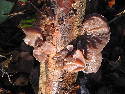 Oreille de Judas (Auricularia auricula-judae)