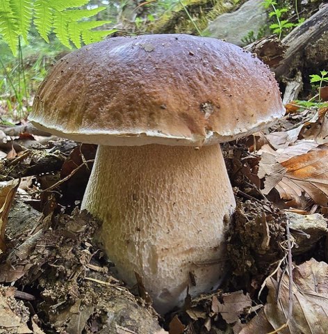 Cèpe de Bordeaux (Boletus edulis)