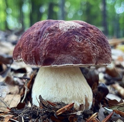 Cèpe des pins (Boletus pinophilus)