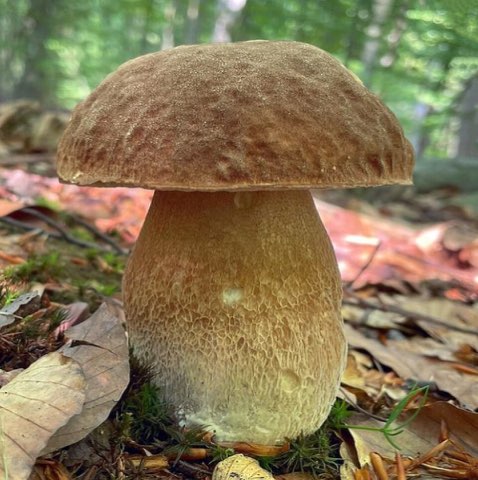 Cèpe d’été (Boletus reticulatus)