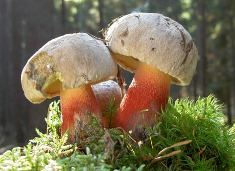 Bolet à beau pied (Caloboletus calopus)