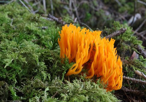 Calocère visqueuse (Calocera viscosa)