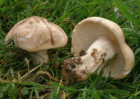 Tricholome de la Saint-Georges (Calocybe gambosa)