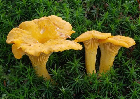 Girolle (Cantharellus cibarius)