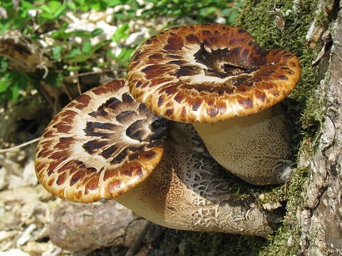 Polypore écailleux (Cerioporus squamosus)