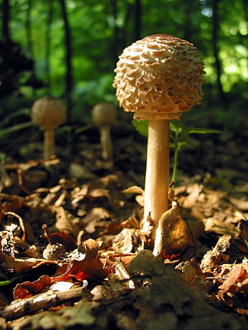 Lépiote déguenillée (Chlorophyllum rhacodes)