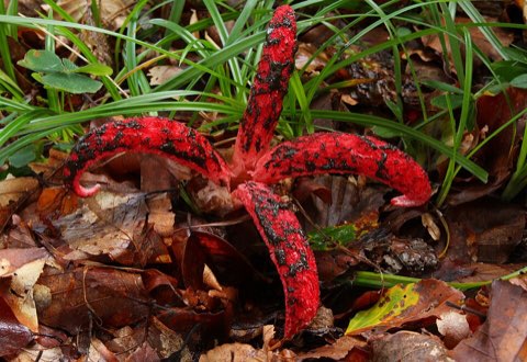 Anthurus d’Archer (Clathrus archeri)