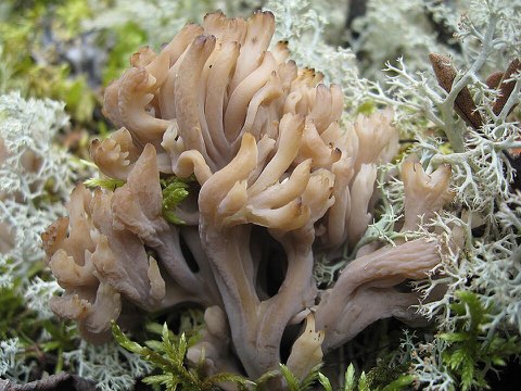 Clavaire crêtée (Clavulina coralloides)
