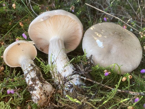 Clitocybe nébuleux (Clitocybe nebularis)