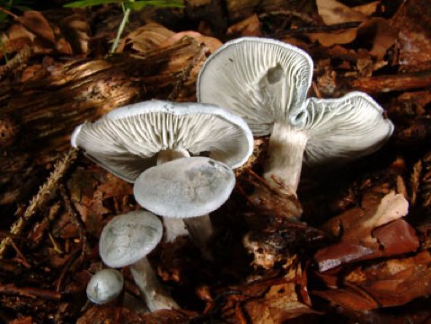 Clitocybe odorant (Clitocybe odora)