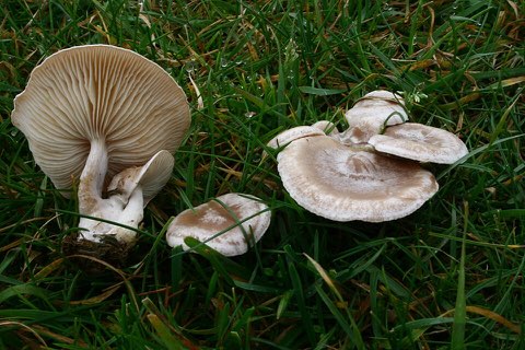 Clitocybe du bord des routes (Clitocybe rivulosa)