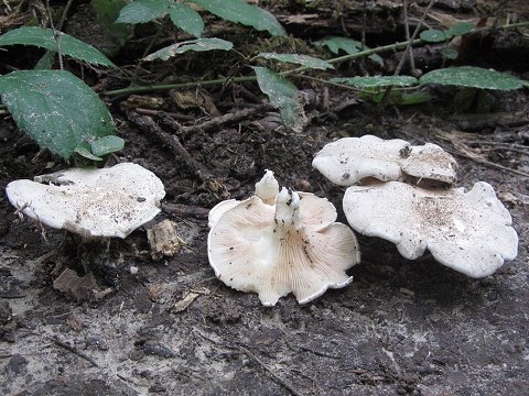 Meunier (Clitopilus prunulus)