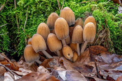 Coprin micacé (Coprinellus micaceus)