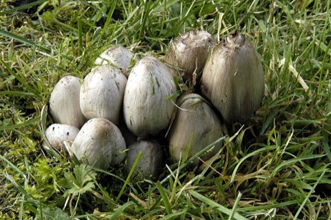 Coprin noir d’encre (Coprinopsis atramentaria)