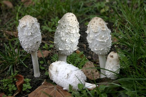 Coprin chevelu (Coprinus comatus)