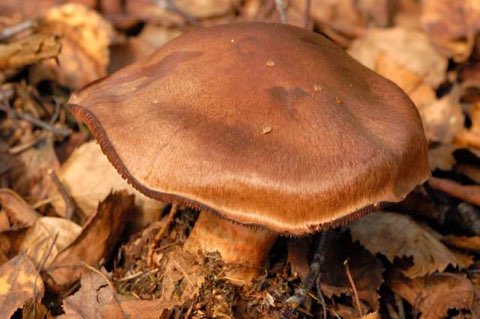 Cortinaire couleur de cannelle (Cortinarius cinnamomeus)