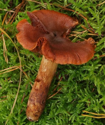 Cortinaire couleur de rocou (Cortinarius orellanus)
