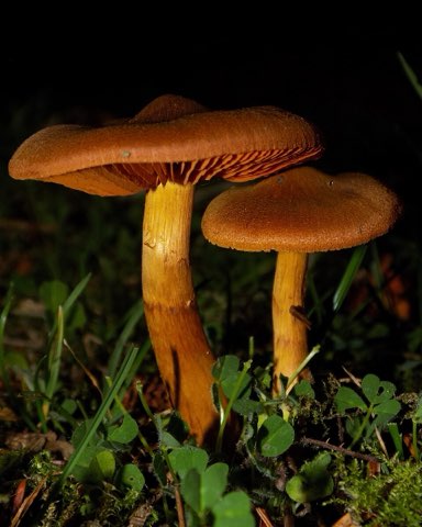 Cortinaire très joli (Cortinarius rubellus)