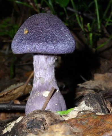 Cortinaire violet (Cortinarius violaceus)