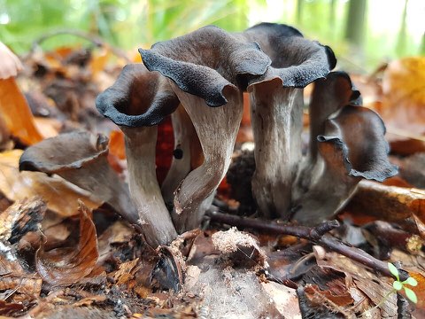Trompette de la mort (Craterellus cornucopioides)