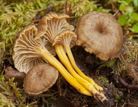 Chanterelle en tube (Craterellus tubaeformis)