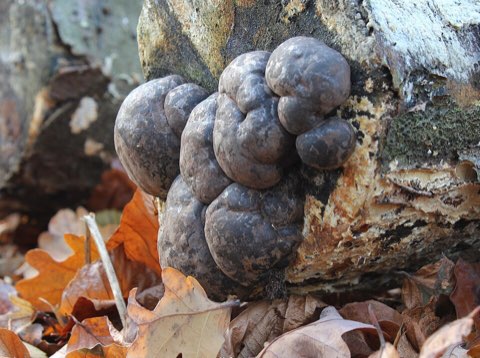 Daldinie concentrique (Daldinia concentrica)