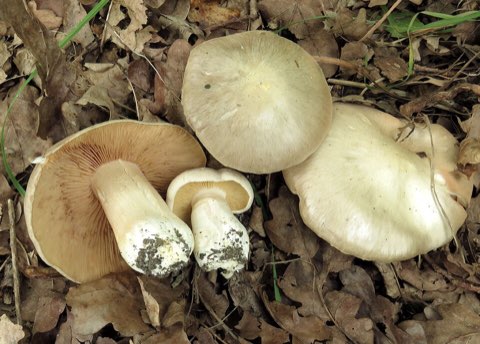 Entolome livide (Entoloma sinuatum)