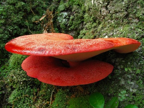 Langue de bœuf (Fistulina hepatica)