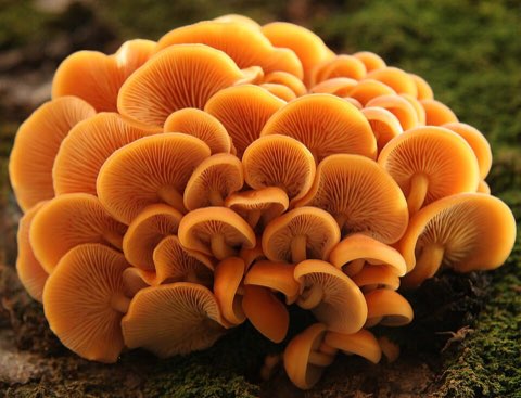 Collybie à pied velouté (Flammulina velutipes)