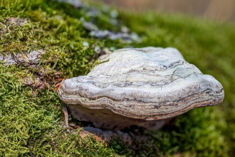 Amadouvier (Fomes fomentarius)