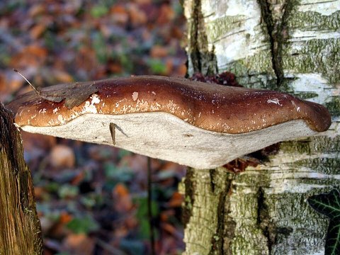 Polypore du bouleau (Fomitopsis betulina)