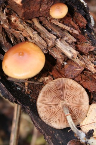 Galère marginée (Galerina marginata)