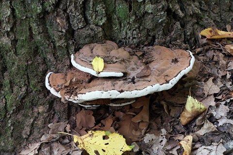 Ganoderme aplani (Ganoderma applanatum)