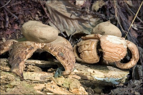Géastre à trois enveloppes (Geastrum triplex)