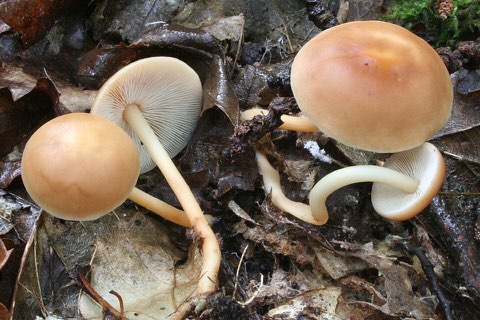Collybie des chênes (Gymnopus dryophilus)