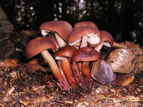 Collybie à pied en fuseau (Gymnopus fusipes)