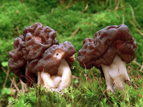 Gyromitre (Gyromitra esculenta)
