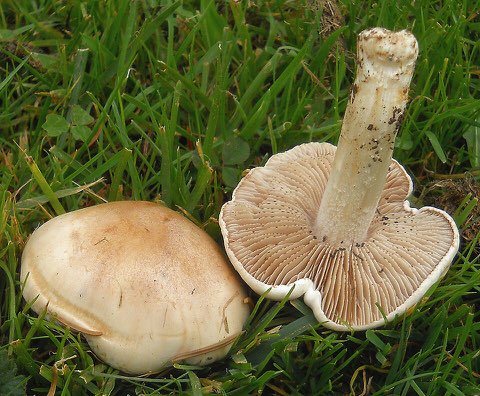 Hébélome échaudé (Hebeloma crustuliniforme)